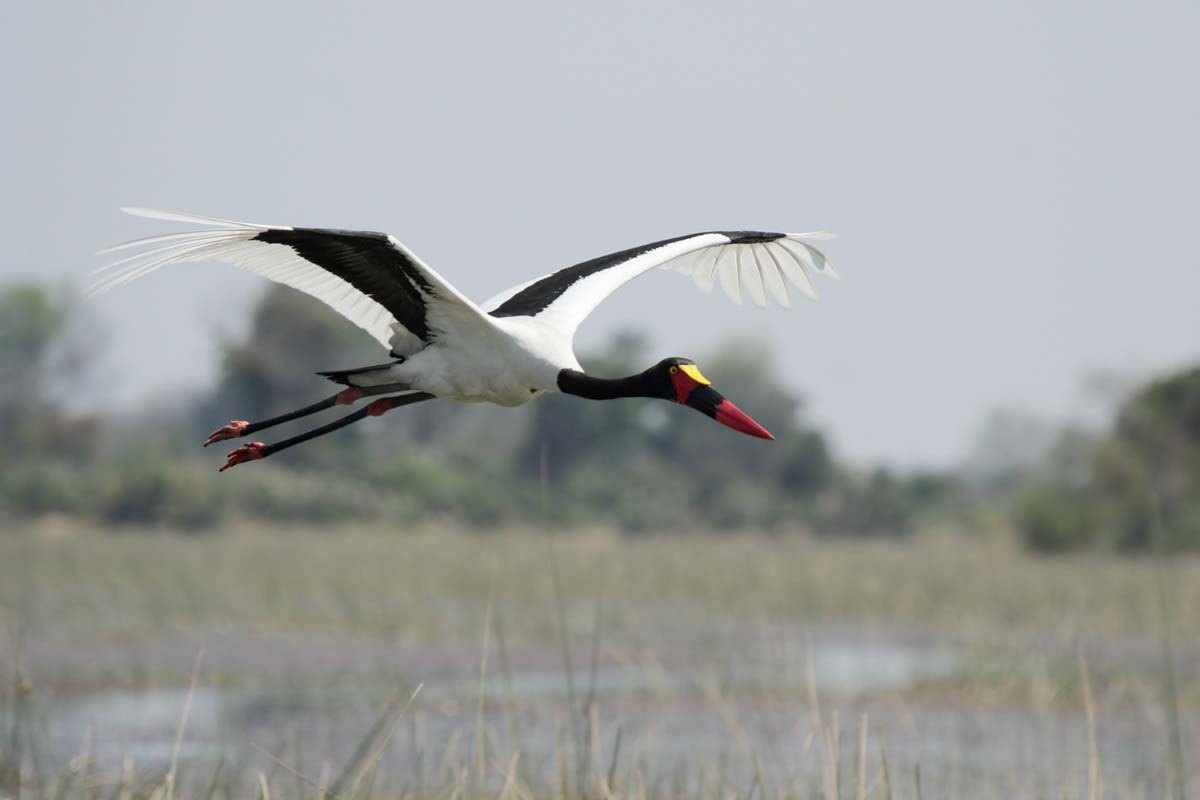 Explore the Bwabwata National Park during a Luxury Safari in Namibia